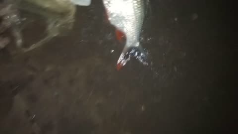 Good bait for fishing at night
