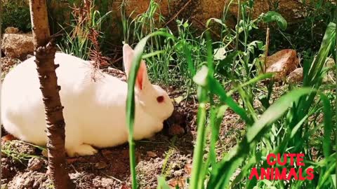 funny and cute rabbits