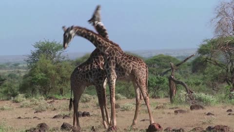 Jurassic Giraffe "FIGHT" what it like when Giraffes Fight?