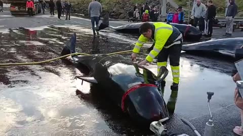Video 2 - Faroe Islands - About 40 dolphins killed in sadistic blood sport