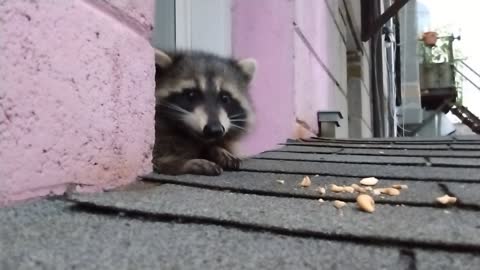 Urban Animals ~ Raccoon Eats Cashews ~ Up Close and Personal ~ Unedited