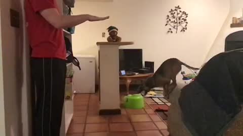 Puppy Jumps 4X Her Own Height Slow Motion
