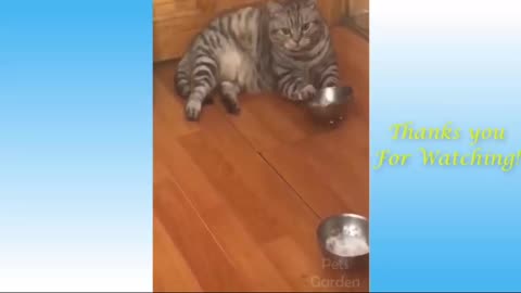 Funny Cat ~ Hungry