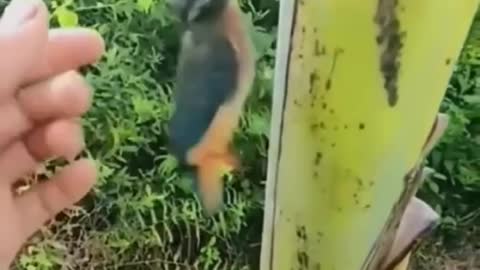 I think this bird is stuck