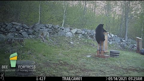 Black Bear on Beehive Roof