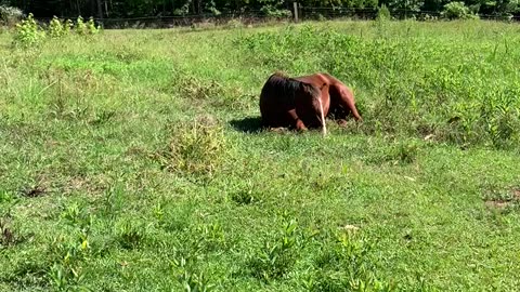 Horse enjoys breakfast while laying down.
