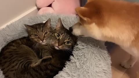 Funny Dog 🐶 asking Cat's 🐈 what are doing guys? Joy Funny Factory