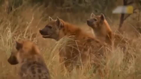 wild animals - wild animals and their sounds | video of wild animals | zoo animals