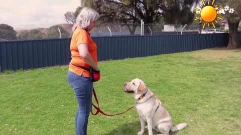 FREE DOG TRAINING SERIES – Lesson 1: how to teach your dog to sit and drop
