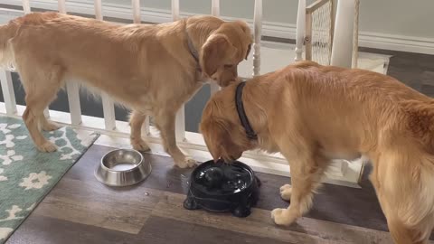 A golden retriever, a ball, and a bowl of water. Part 2