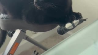 Adopting a Cat from a Shelter Vlog - Piper Meditates and Stretches on the Exercise Bike #shorts