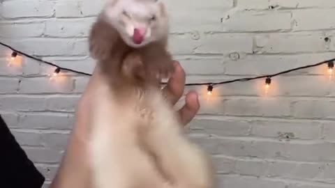 Fluffy ferret is dancing 😍💕