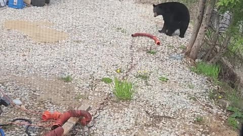 Black Bear Causes Trouble