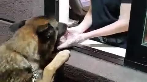 Hungry Police Dog Puts In A Special Order At The Drive-Through