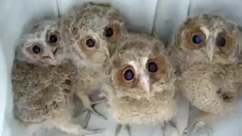 Cute puppies owls