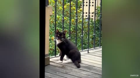 Funny animal video cat 😺 and dog 🐶