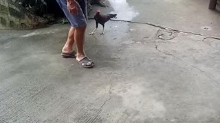 Rooster follows grandpa everywhere | Amazing!