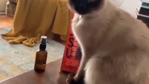cat catches object