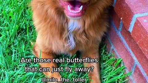 Yestheyarerealbutterflies@milo_the_toller