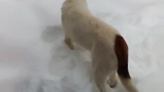 Puppy's priceless reaction to first experience with snow