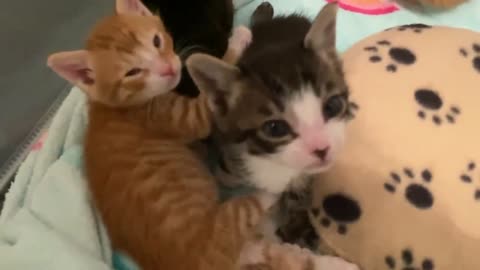 Very Talkative Sleepy Kittens#viral #trending video #cat and kittnes