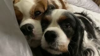 Happy Family - Cavalier King Charles