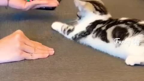 Cat play with me 🥹 #cat #cats #catlover #girl #trending #viral #Rumble #shorts #short