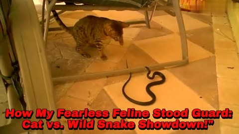 "Cat vs. Wild Snake Showdown!"