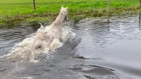 Horse Suddenly Decides He Needs a Bath