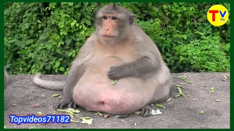 Fattest monkey, the world is undergoing a harsh diet