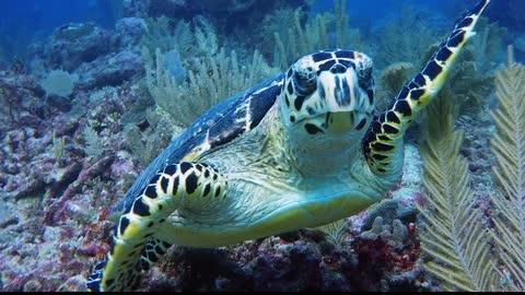 Critically endangered sea turtle swims with divers