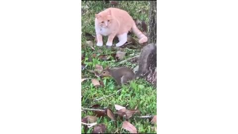 The Best Cute And Funny😂🤣 Animal Videos Compilation 2021