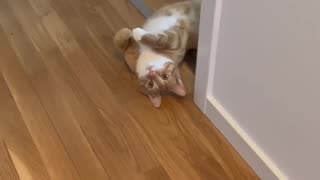 Loving Cat Wants Attention
