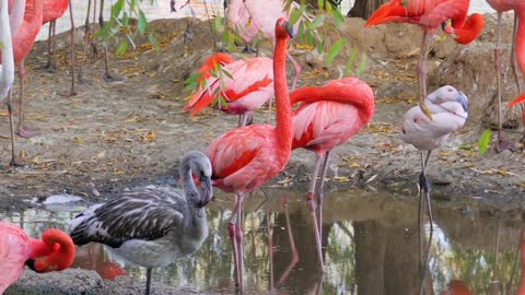 Flamingos or flamingoes are a type of wading bird in the family Phoenicopteridae