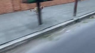 Dog Jumps off Motorbike and Sprints Ahead