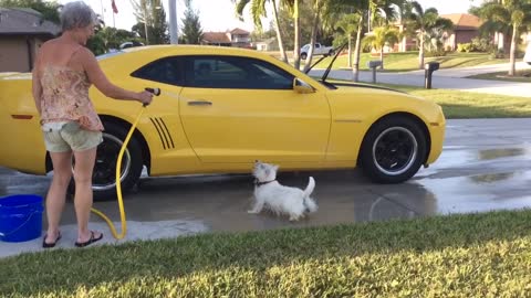 Water-loving Westie dances for more