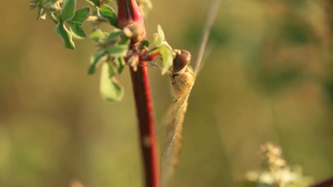 Dragonfly Insect Life Cycle You Don't Know