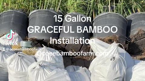 15 Gallon Graceful Bamboo Installation - Florida - Ocoee Bamboo Farm 407-777-4807