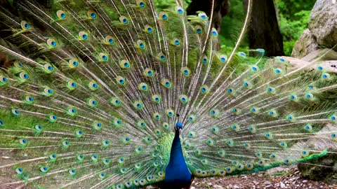 Beautiful view of a peacock spreading its wings