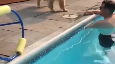 Cute Golden Retriever is confused by guy moving the skimmer lid.