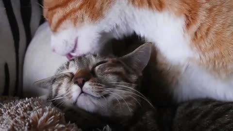 Cute cat licking another cat, love and affection between cats, smart cats in affair