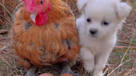 Dogs and kids love video and dog and kitten friendship