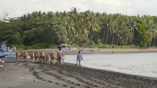 Women Herding Banteng Cows on a Beach