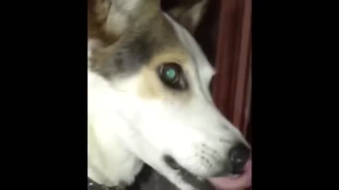 Funniest videos cat and dogs