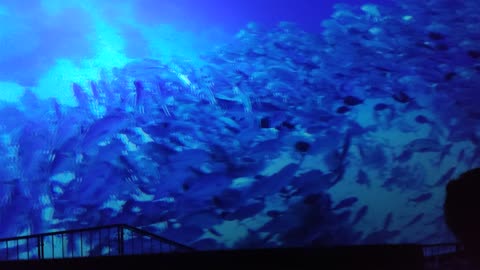 Deep sea fishs video