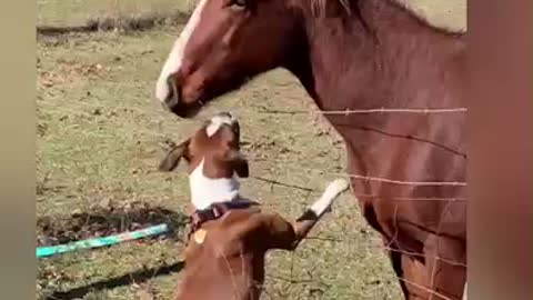 Boxer dog bops colt in nose!!