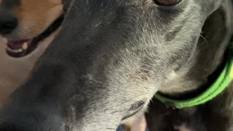 Greyhound Chatters Teeth in Excitement