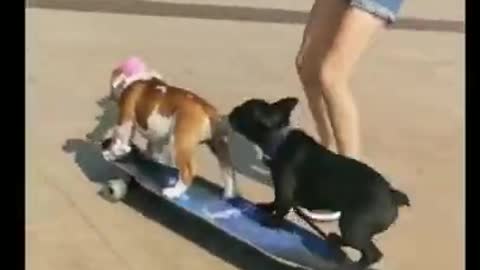 Crazy Dogs Crash on Skateboard
