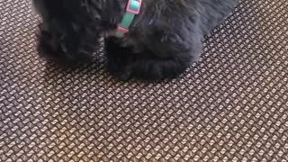 Puppy trying a blueberry for the first time...