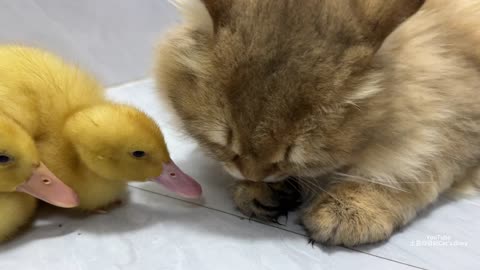 The mother duck was too lazy and gave the two ducklings to the kitten for safekeeping.Lovely animals